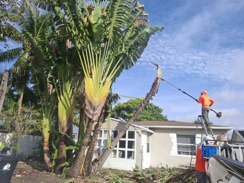 Local outdoor landscaping in Hollywood, FL by Ian and Kendall Landscaping