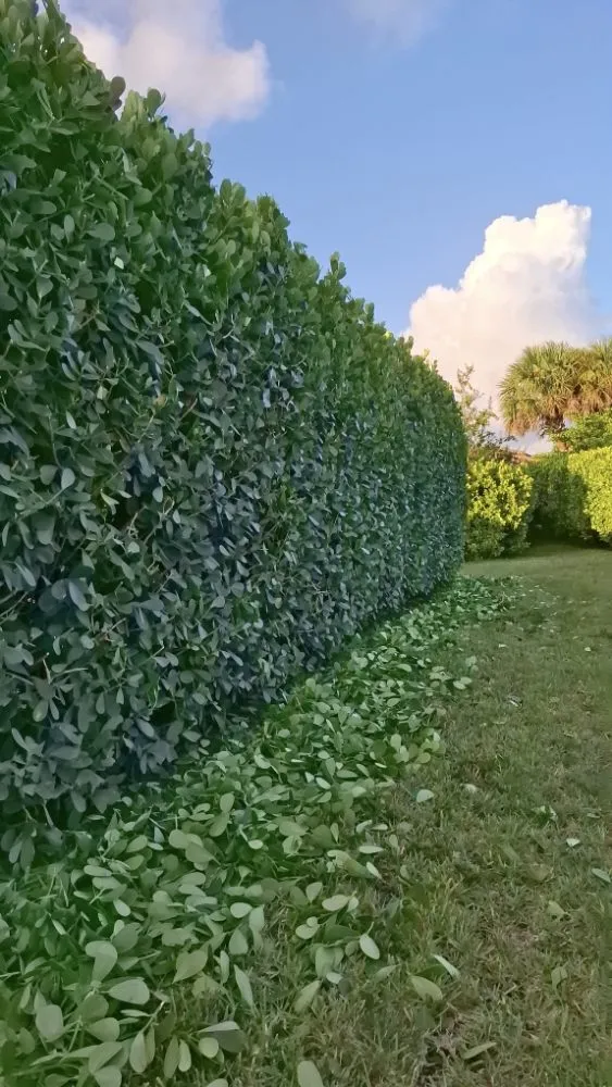 Top-rated landscaping services near you across Hollywood, FL - Ian and Kendall Landscaping