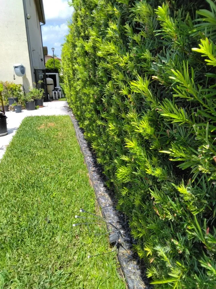 Trusted residential landscaping in Hollywood, FL - Ian and Kendall Landscaping