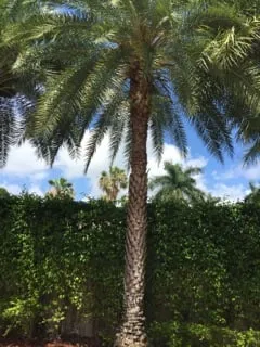 Trusted landscape design in Miami, FL by Ians Professional Image