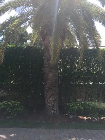 Reliable yard cleanup service near you in Miami, FL by Ians Professional Image