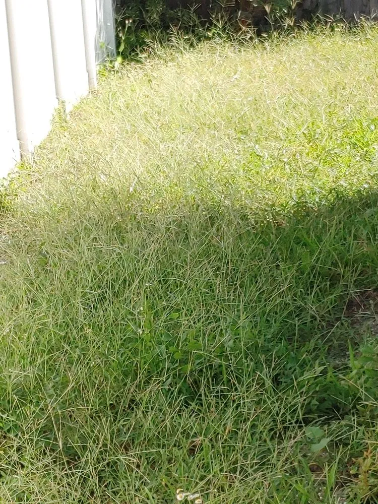 Reliable lawn mowing service for outdoor upgrades across St Petersburg, FL - IB At Ur Lawn Care