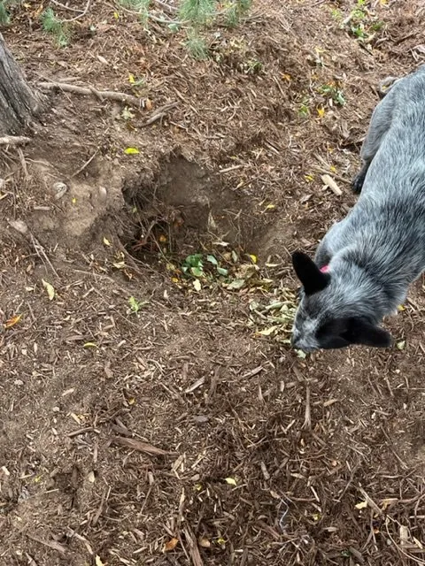 Trusted yard maintenance experts serving Kersey, CO - Ibarra Land Management