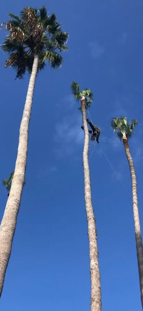 Local residential landscaping experts serving San Juan Capistrano, CA - Ibarra Maintenance