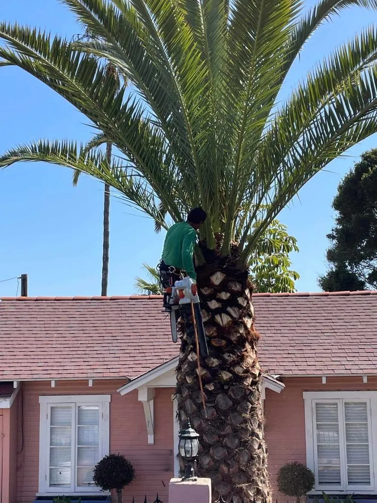 Reliable residential landscaping for outdoor upgrades across San Juan Capistrano, CA - Ibarra Maintenance