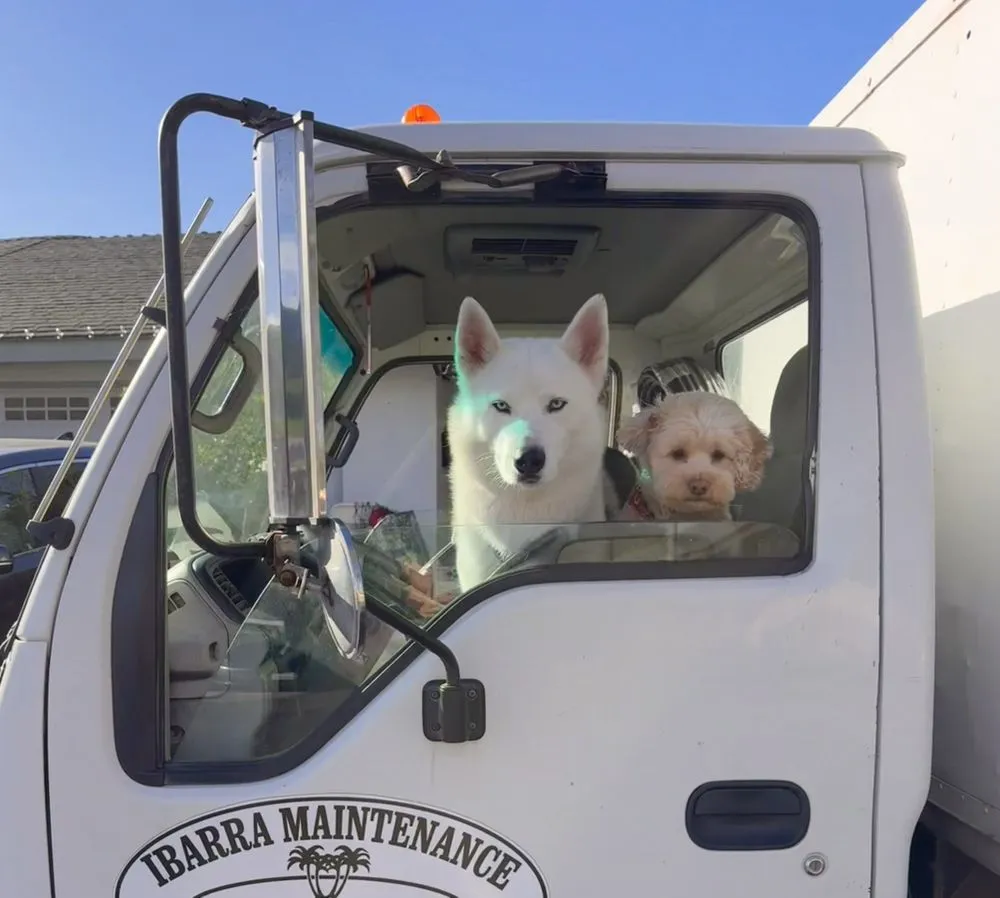 Expert lawn mowing service for year-round maintenance in San Juan Capistrano, CA by Ibarra's Landscaping