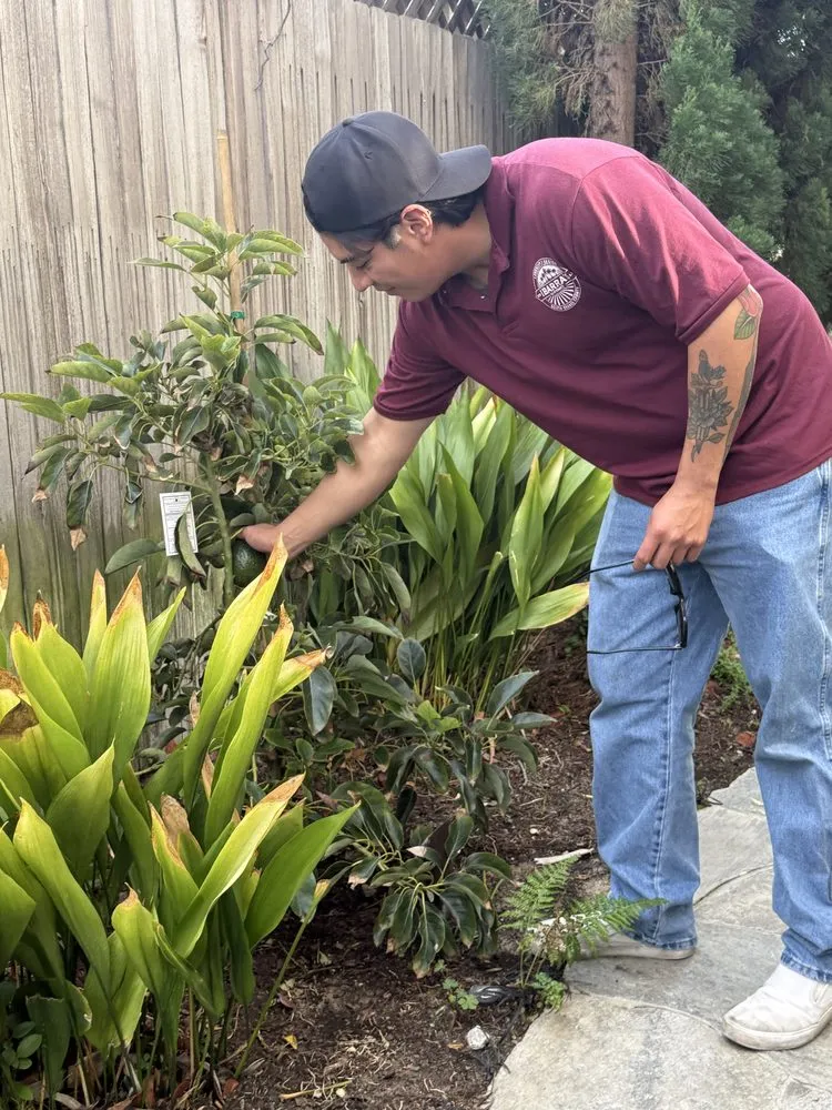 Top-rated yard cleanup service in San Juan Capistrano, CA by Ibarra's Landscaping