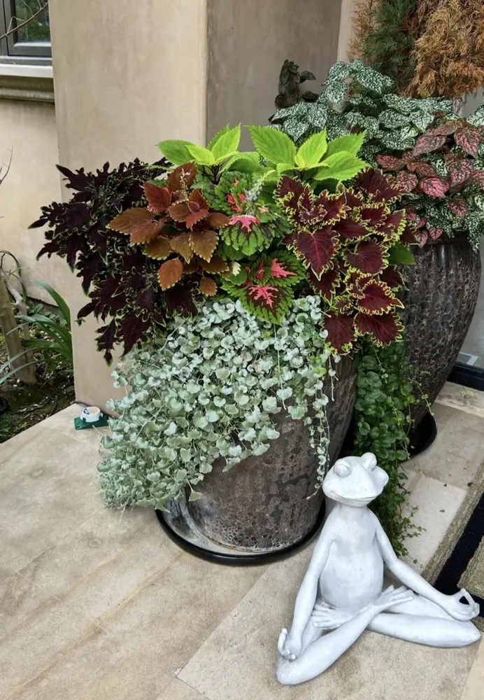 Professional landscape installation near you in San Juan Capistrano, CA by Ibarra's Landscaping