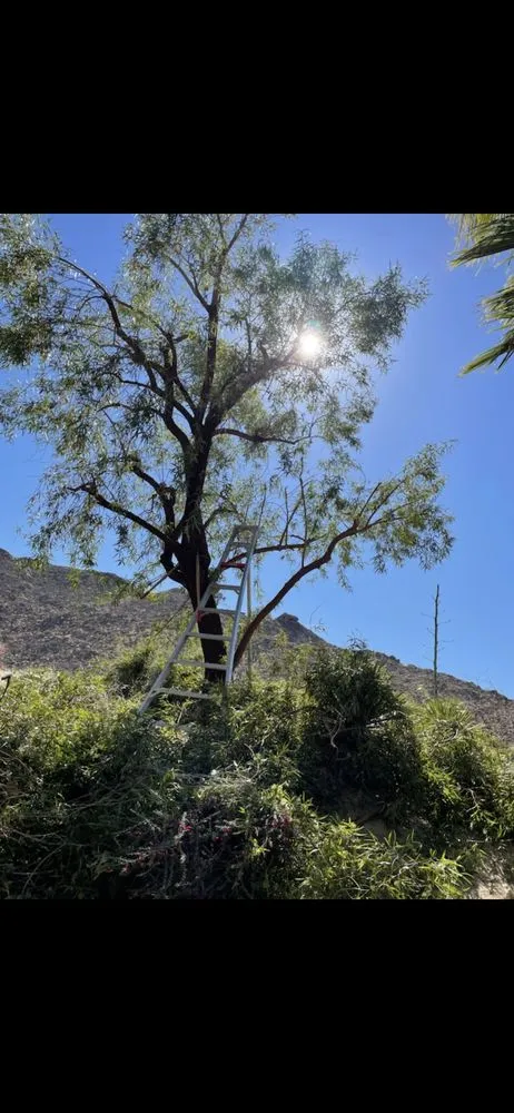 Reliable lawn care service with custom design in Cathedral City, CA by I.C Gardening