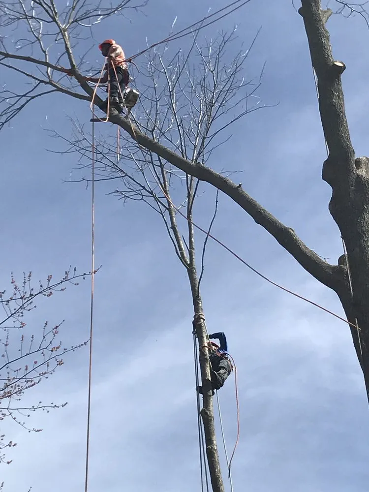 Local landscaping services experts serving Danbury, CT - IC Landscaping and Tree Works