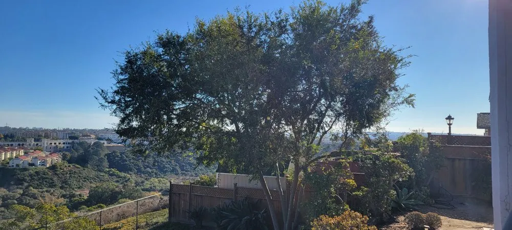 Expert lawn mowing service experts serving San Diego, CA - IC Trees