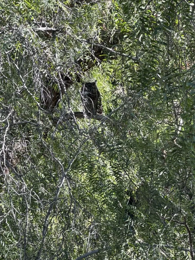 Affordable lawn mowing service in San Diego, CA by IC Trees