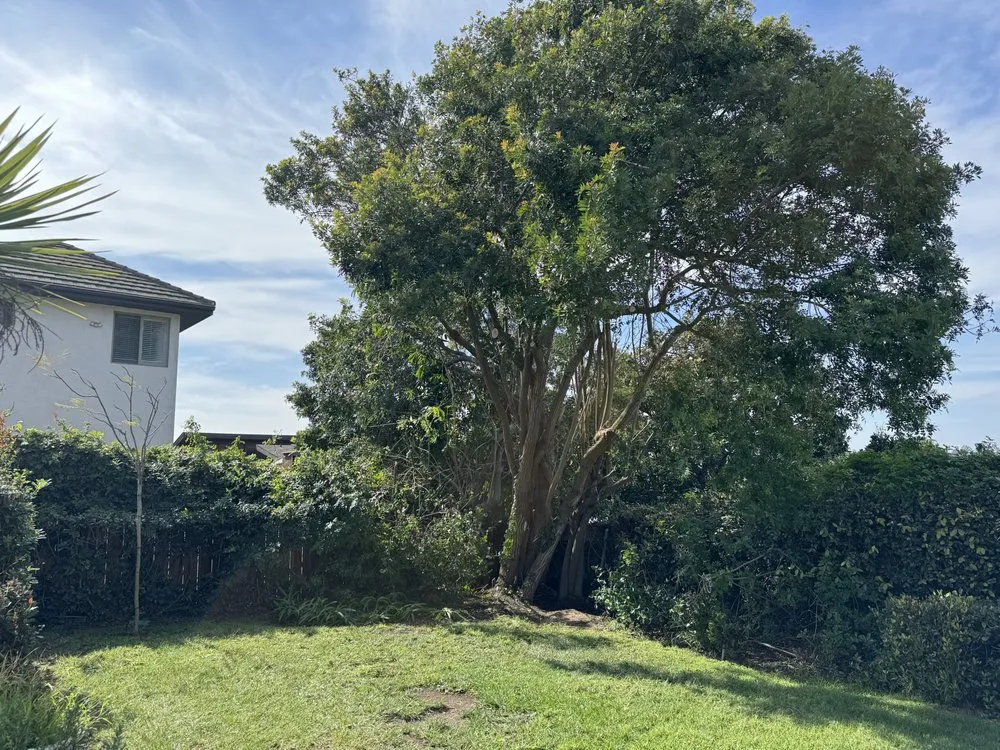 Affordable garden landscaping for residential properties across San Diego, CA - IC Trees