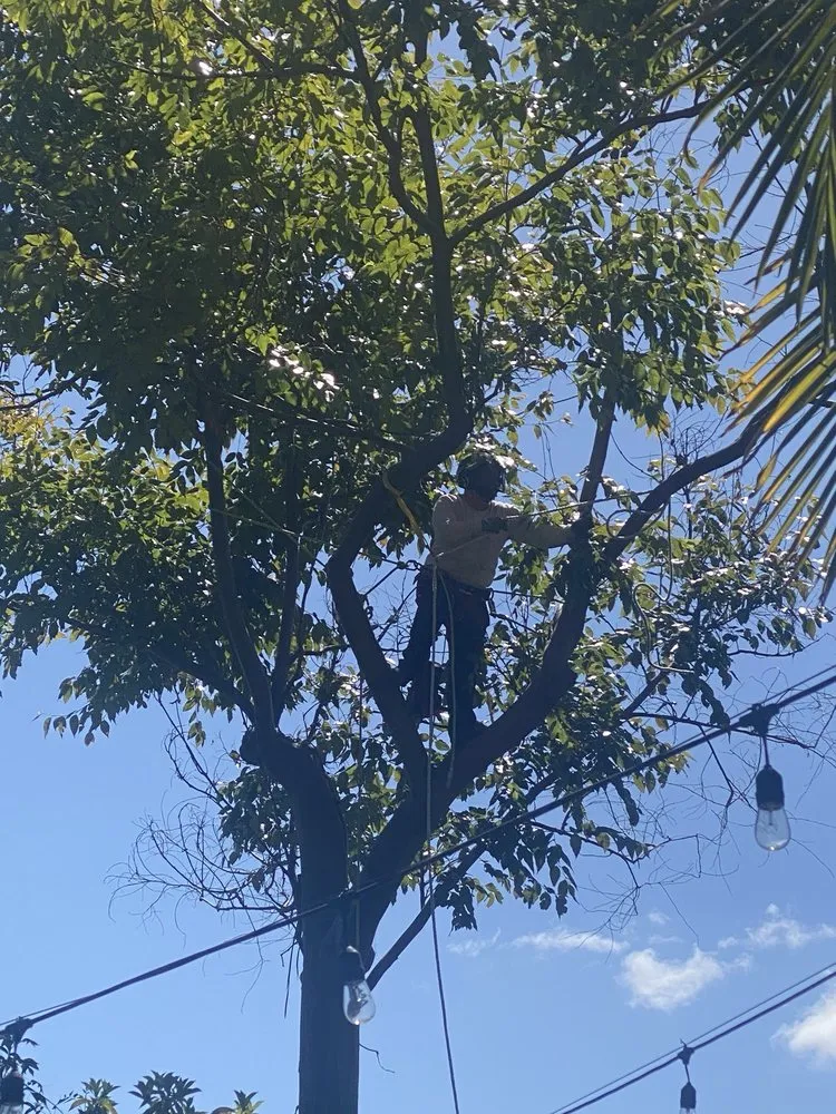 Local landscaping services for year-round maintenance in San Diego, CA by IC Trees