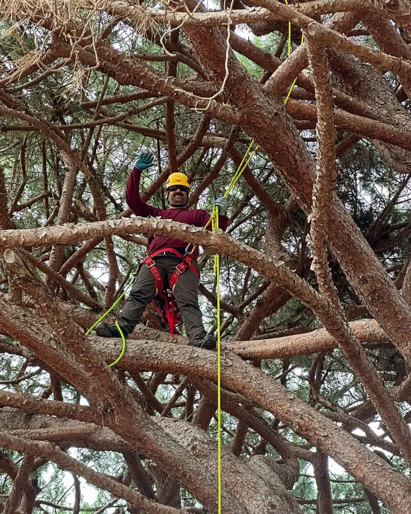 Professional landscape design in San Diego, CA - IC Trees