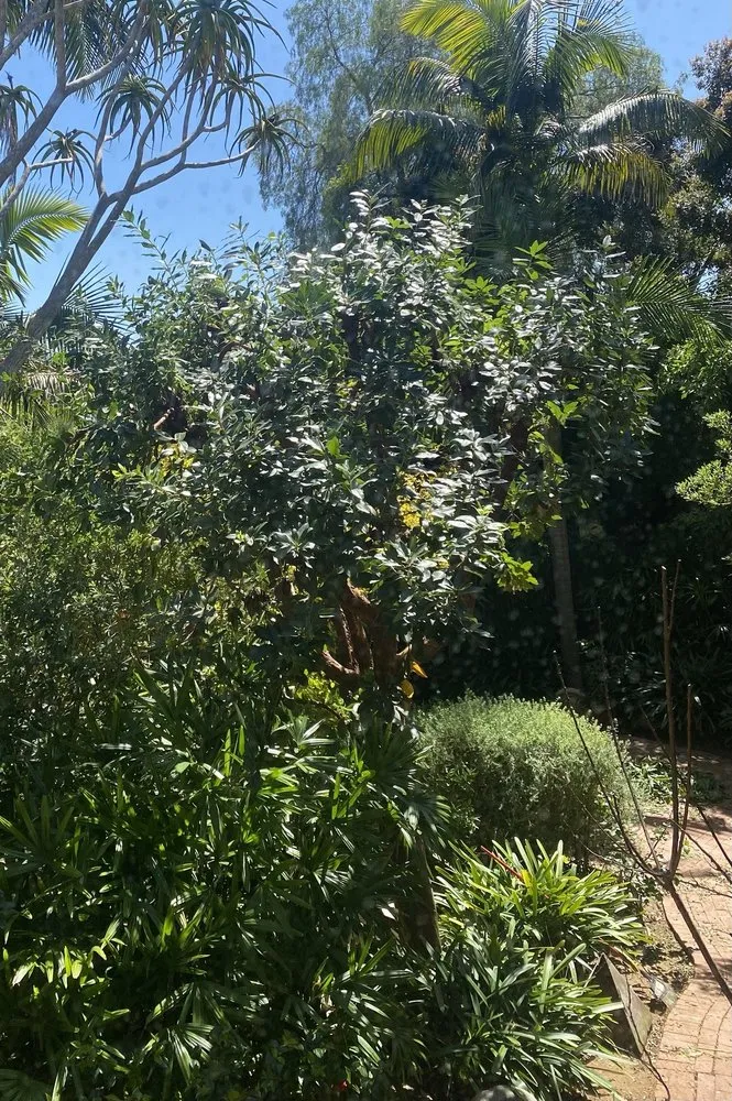 Reliable landscaping services for residential properties across San Diego, CA - IC Trees