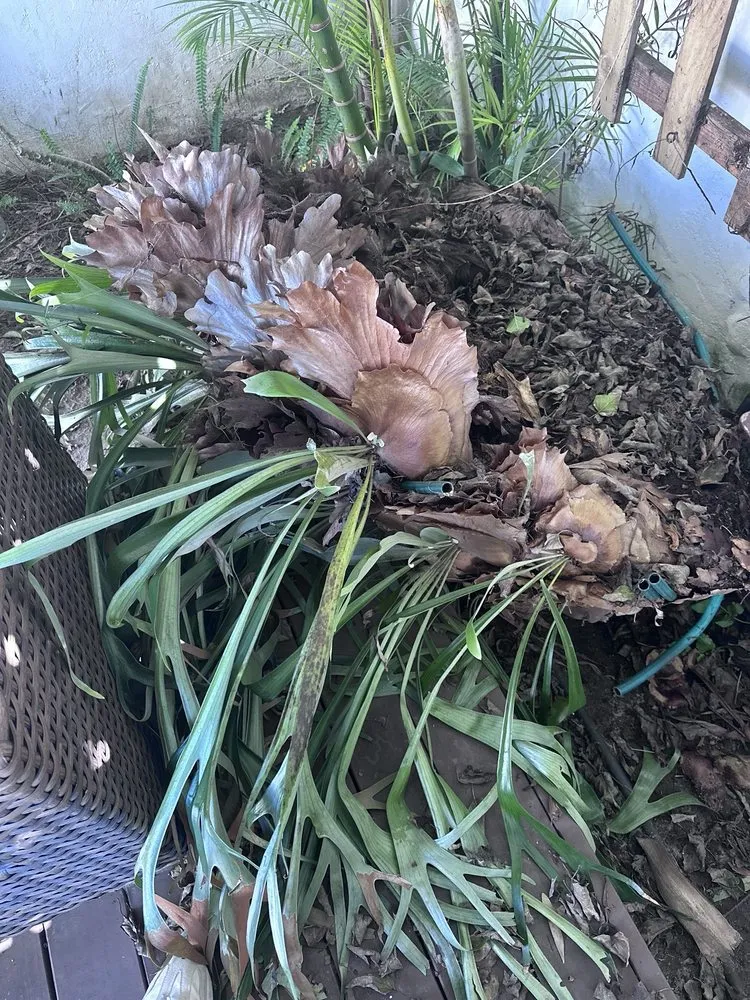 Trusted residential landscaping with custom design across San Diego, CA - IC Trees