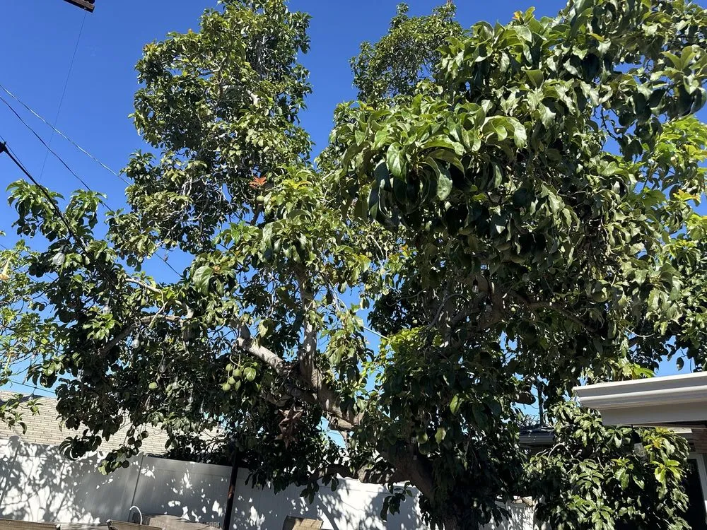 Affordable lawn mowing service experts serving San Diego, CA - IC Trees