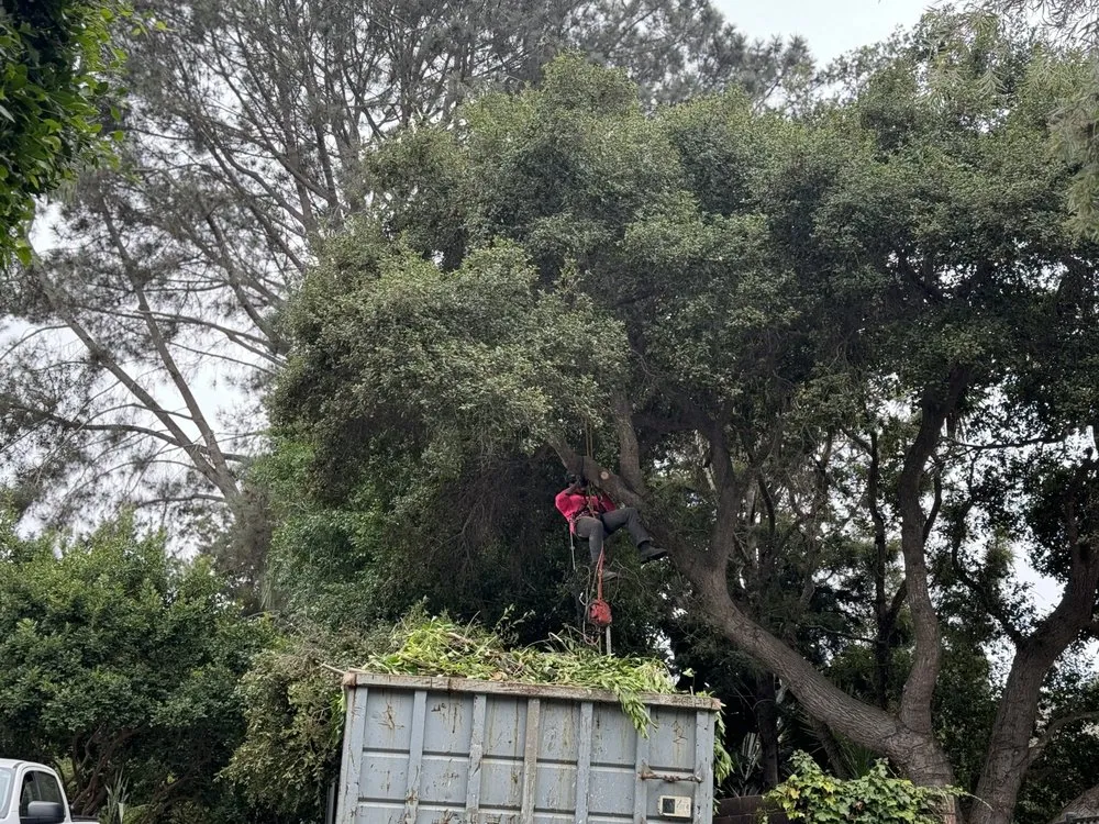 Trusted yard cleanup service for residential properties across San Diego, CA - IC Trees