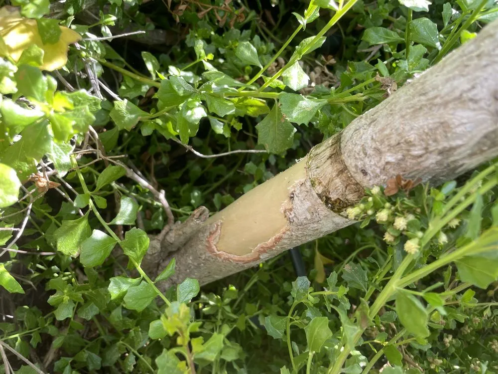 Professional landscape design for outdoor upgrades in San Diego, CA by IC Trees