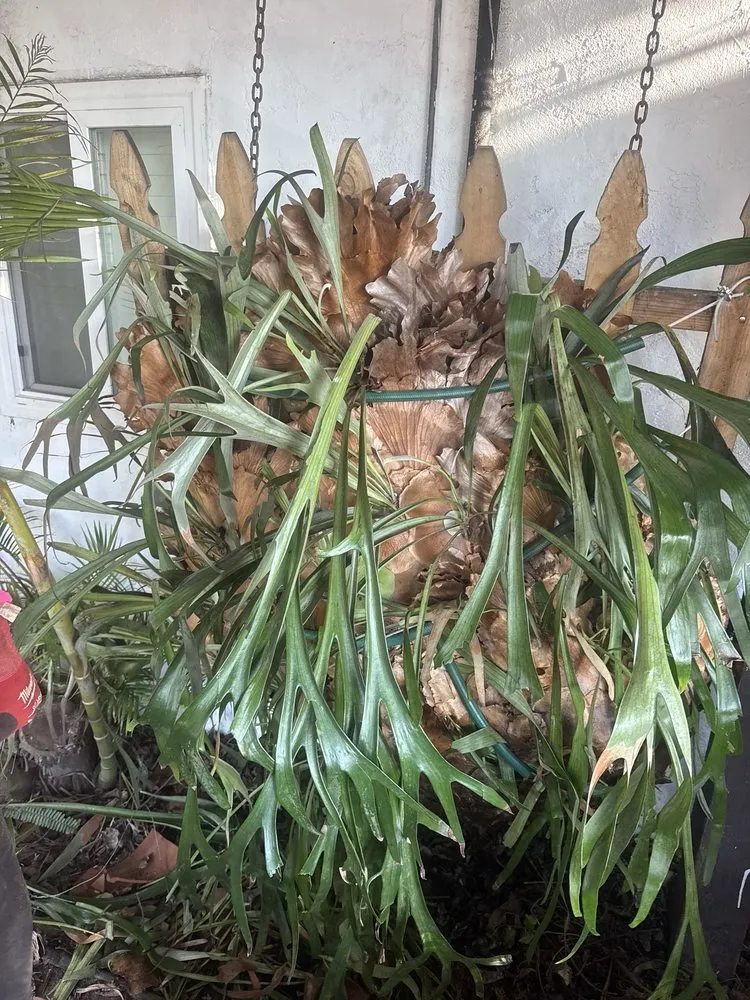 Local landscape installation experts serving San Diego, CA - IC Trees