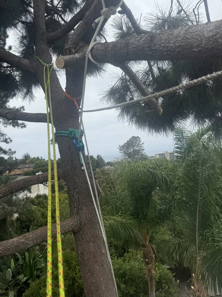 Top-rated residential landscaping in San Diego, CA by IC Trees