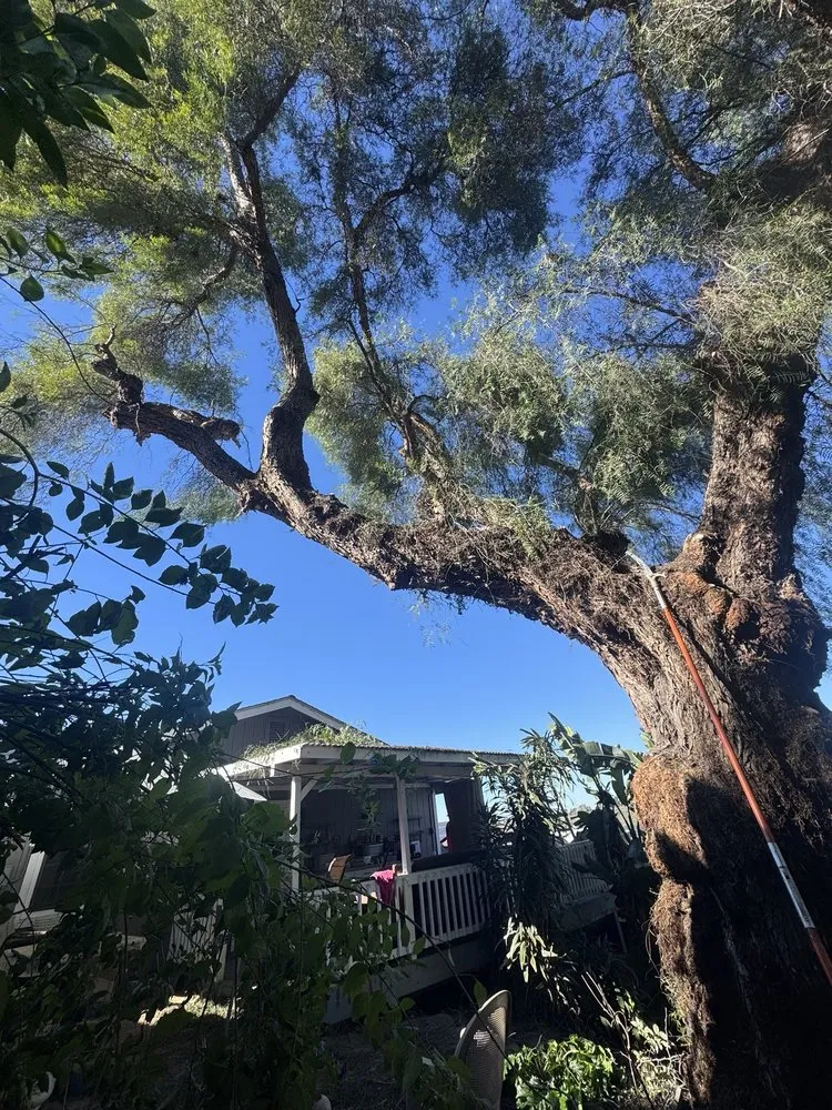 Professional landscape design experts serving San Diego, CA - IC Trees