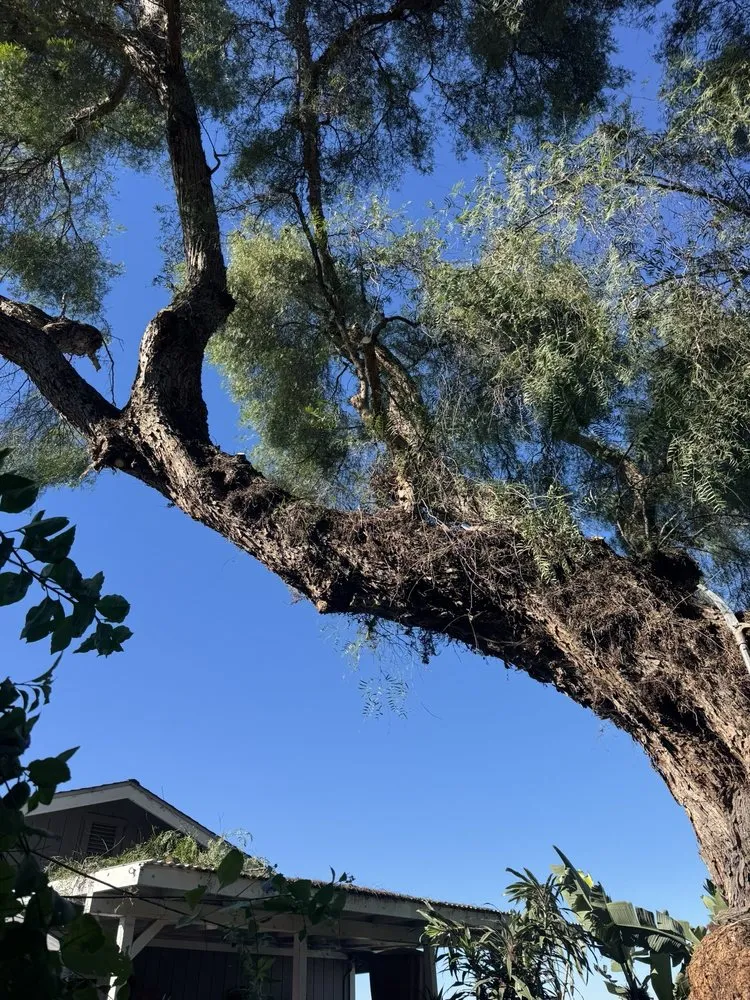 Local outdoor landscaping in San Diego, CA by IC Trees