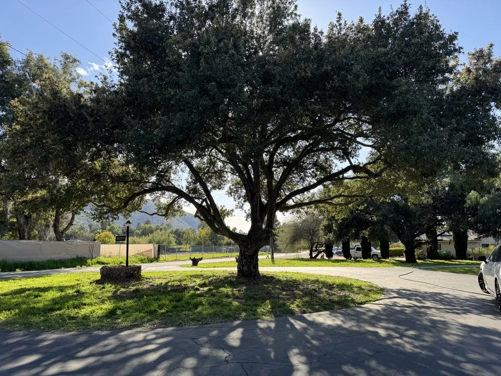 Expert lawn care service in San Diego, CA - IC Trees