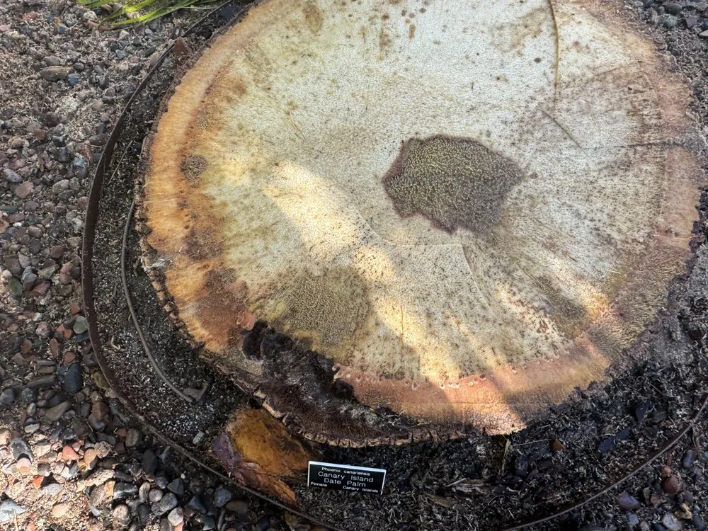 Top-rated landscape installation for beautiful yards across San Diego, CA - IC Trees