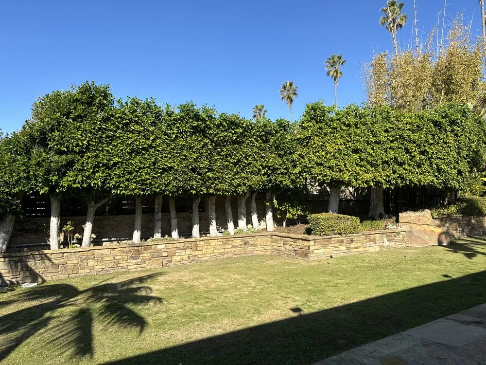 Top-rated yard maintenance near you in San Diego, CA by IC Trees