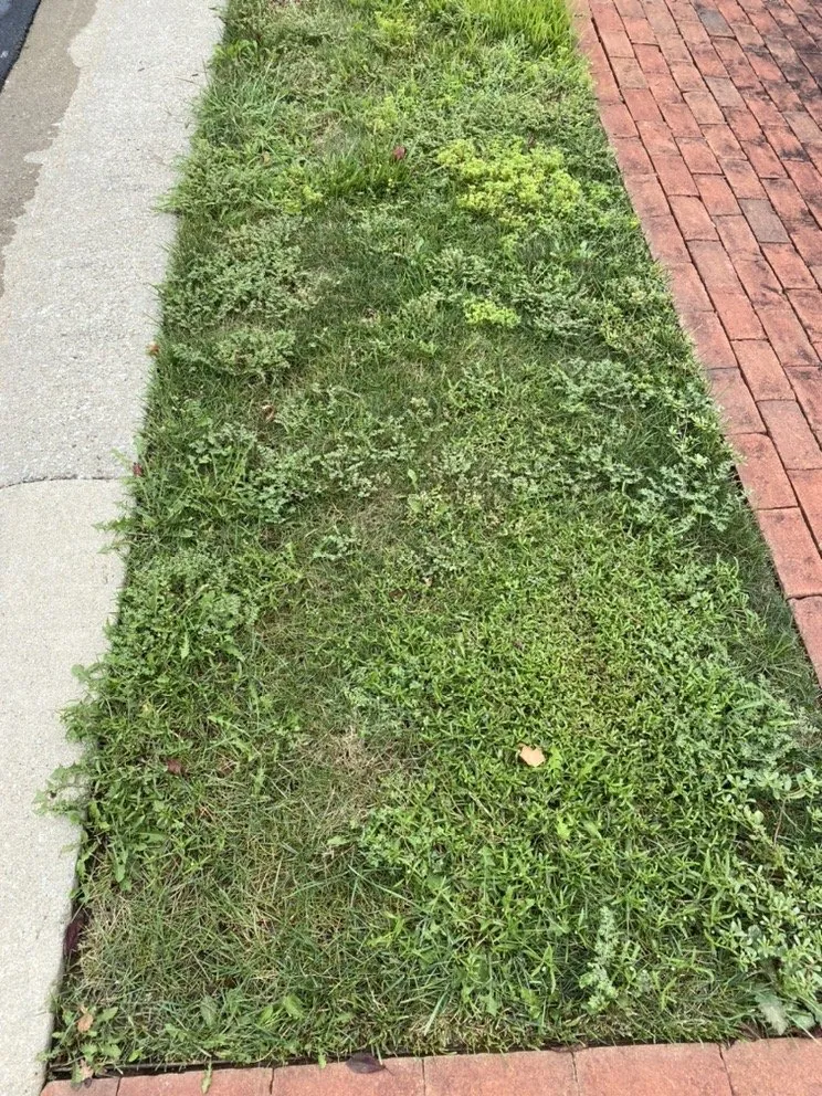 Affordable landscape installation in Carmel, IN by iCare Lawn Care