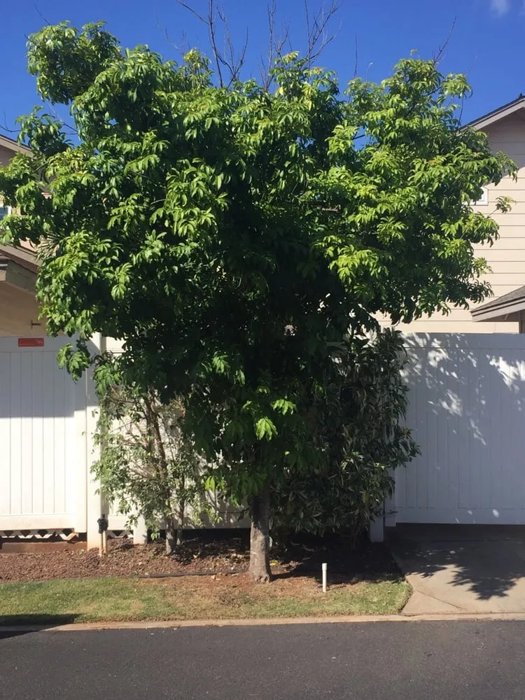 Top-rated yard maintenance experts serving Ewa Beach, HI - iCare Services