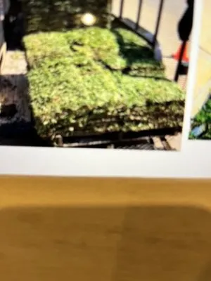 Ice Sum Lawn Care Plus Logo