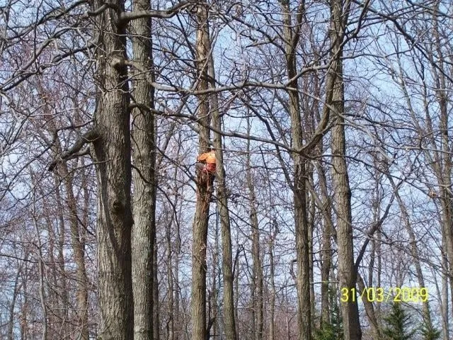 Local yard maintenance in Westminster, MD by Ichabod's Tree Experts, Inc