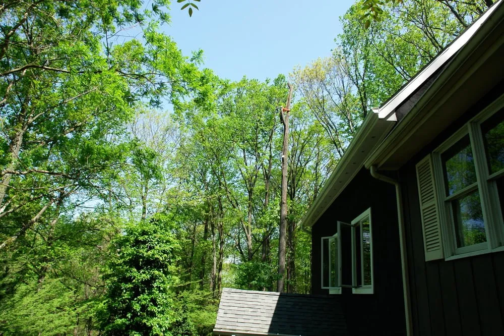 Expert landscape installation experts serving Westminster, MD - Ichabod's Tree Experts, Inc