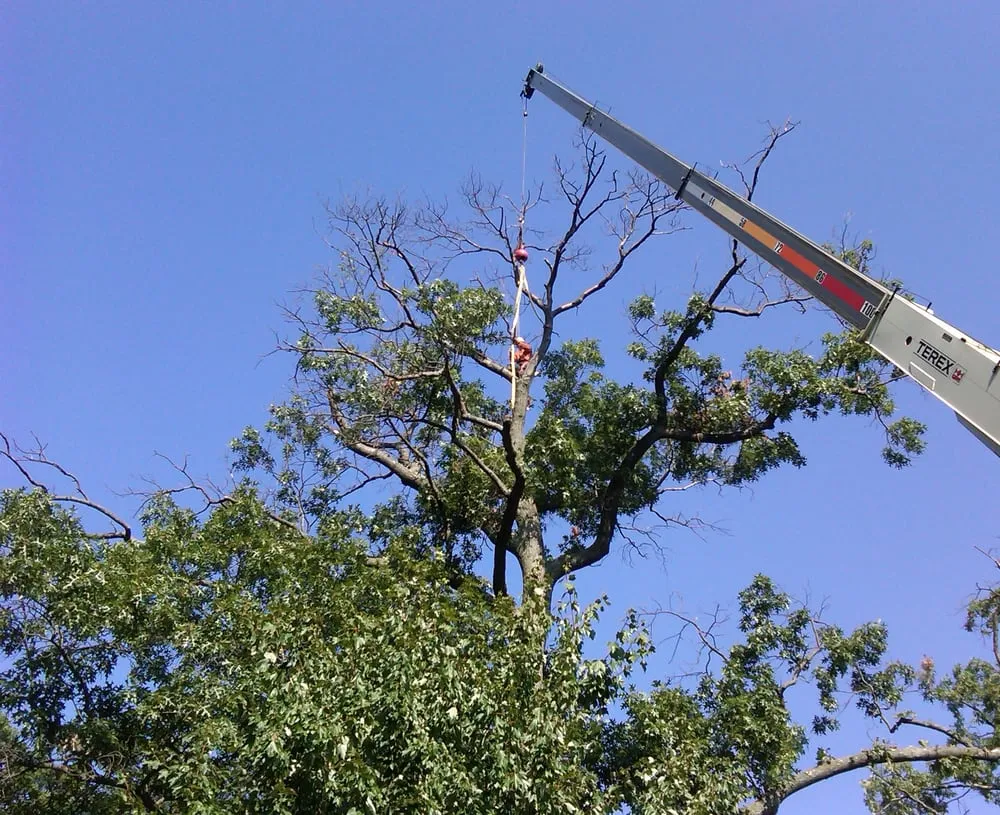 Expert yard maintenance experts serving Westminster, MD - Ichabod's Tree Experts, Inc