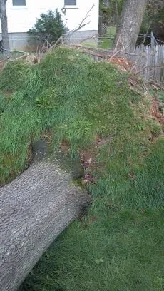 Affordable lawn mowing service in Westminster, MD by Ichabod's Tree Experts, Inc