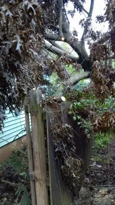 Affordable lawn care service in Westminster, MD by Ichabod's Tree Experts, Inc