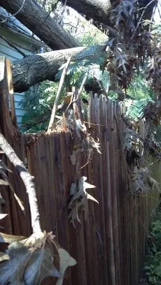 Reliable lawn care service in Westminster, MD by Ichabod's Tree Experts, Inc