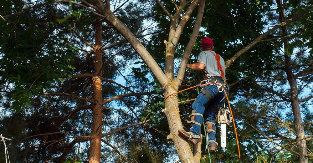 Custom landscaping services in Bowie, MD - Icon landscape