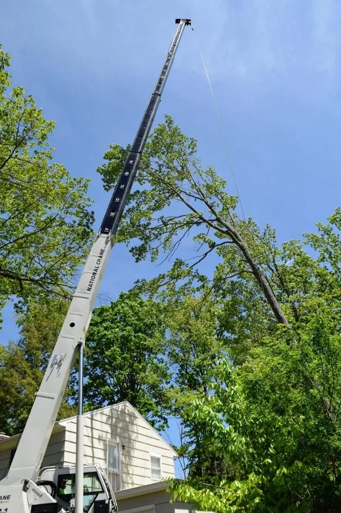 Reliable landscape installation for year-round maintenance across Waipahu, HI - Iconic Tree and Landscapes