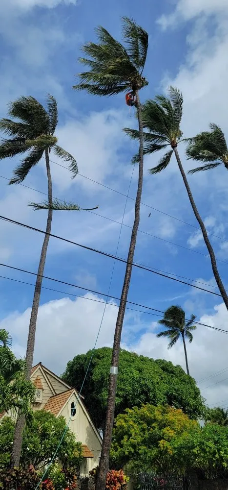 Reliable yard cleanup service in Waipahu, HI by Iconic Tree and Landscapes