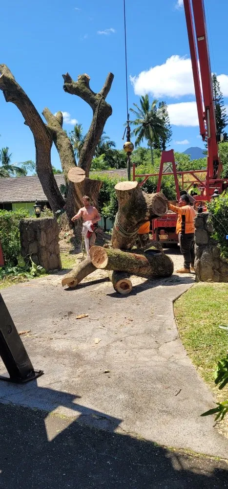 Top-rated landscape installation near you across Waipahu, HI - Iconic Tree and Landscapes
