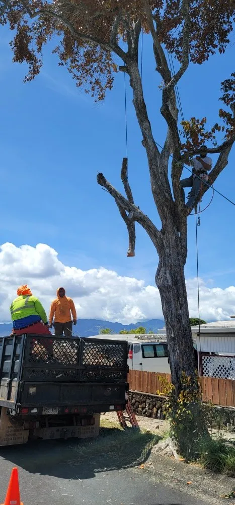 Professional residential landscaping experts serving Waipahu, HI - Iconic Tree and Landscapes
