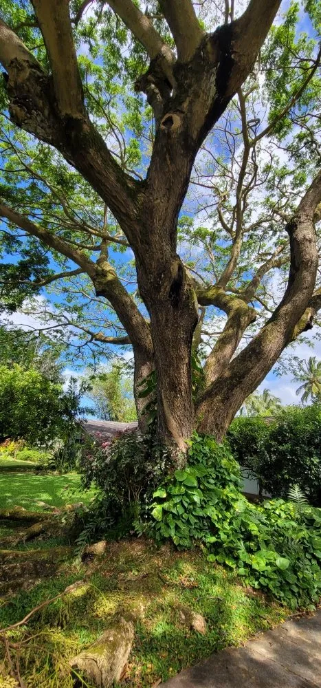 Custom landscaping services in Waipahu, HI by Iconic Tree and Landscapes