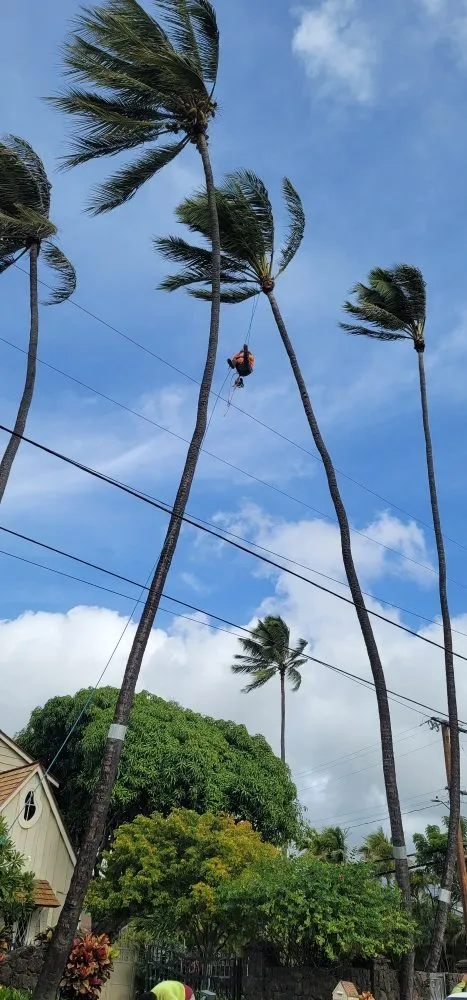 Affordable yard cleanup service with custom design in Waipahu, HI by Iconic Tree and Landscapes