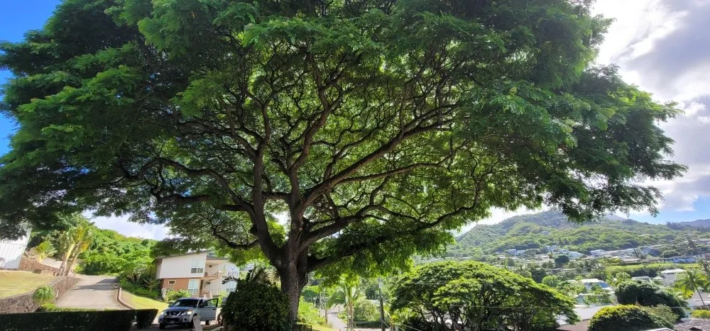 Reliable lawn care service in Waipahu, HI by Iconic Tree and Landscapes