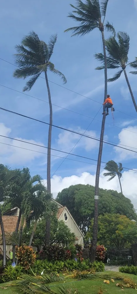 Expert yard maintenance experts serving Waipahu, HI - Iconic Tree and Landscapes