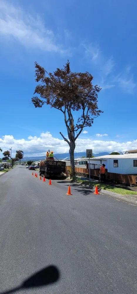 Expert yard maintenance in Waipahu, HI - Iconic Tree and Landscapes